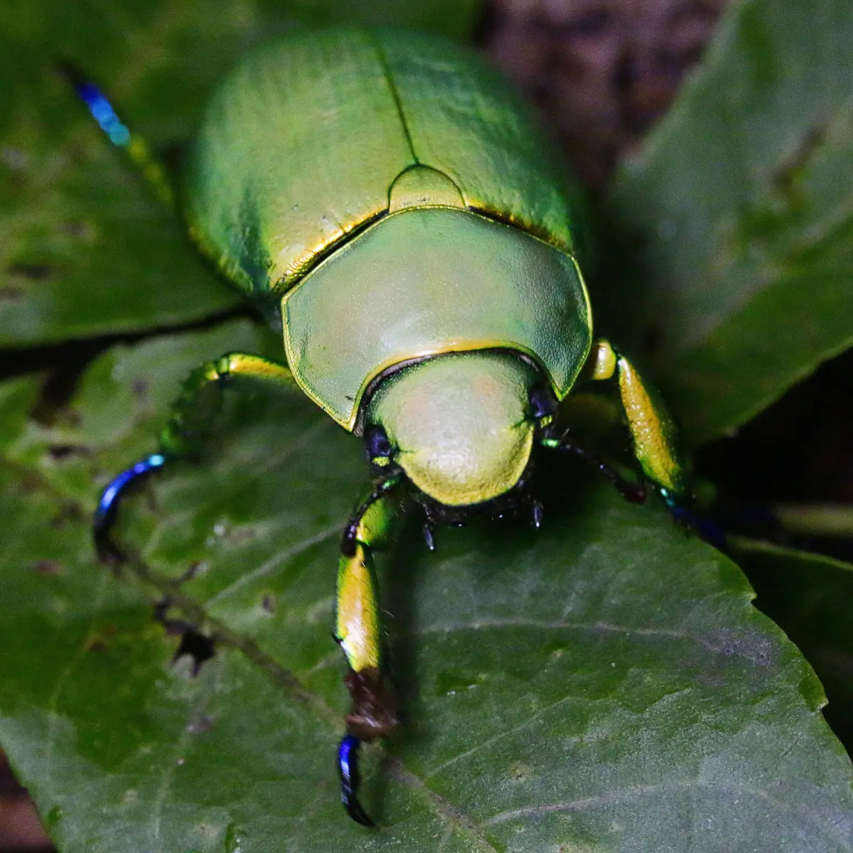Larvae: Woodi Jewel Beetle  (Chrysina Woodi) 1