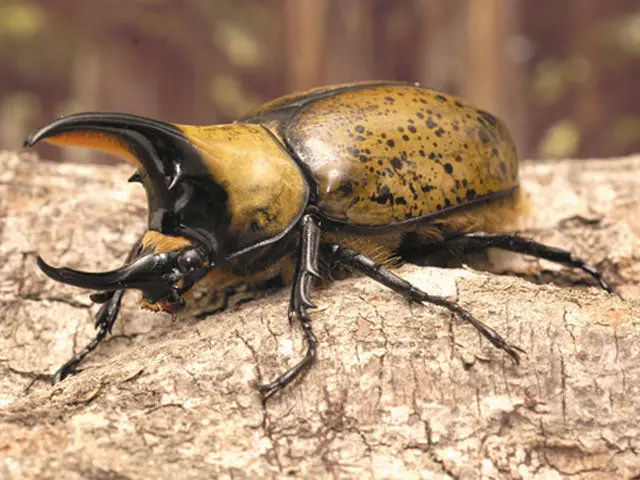 Larvae: Hyllus Hercules Beetle (Dynastes Hyllus) 1