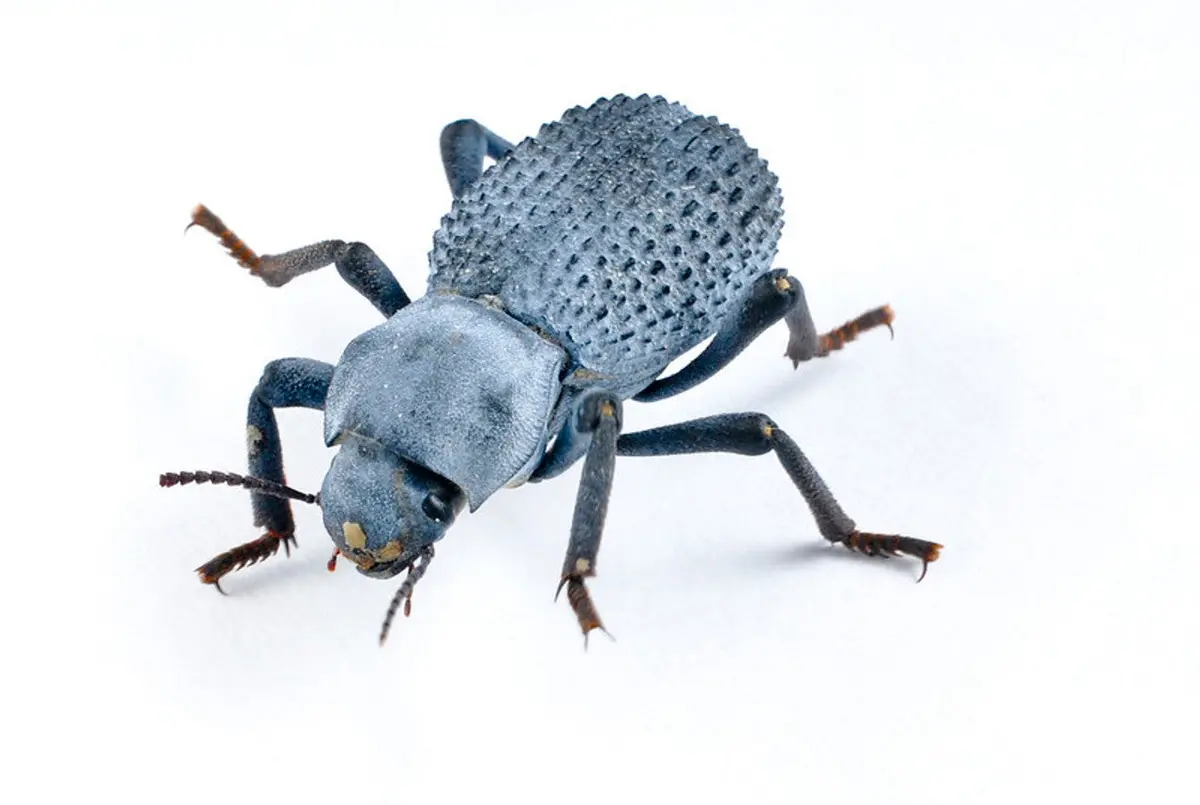 Blue Death Feigning Beetle 1