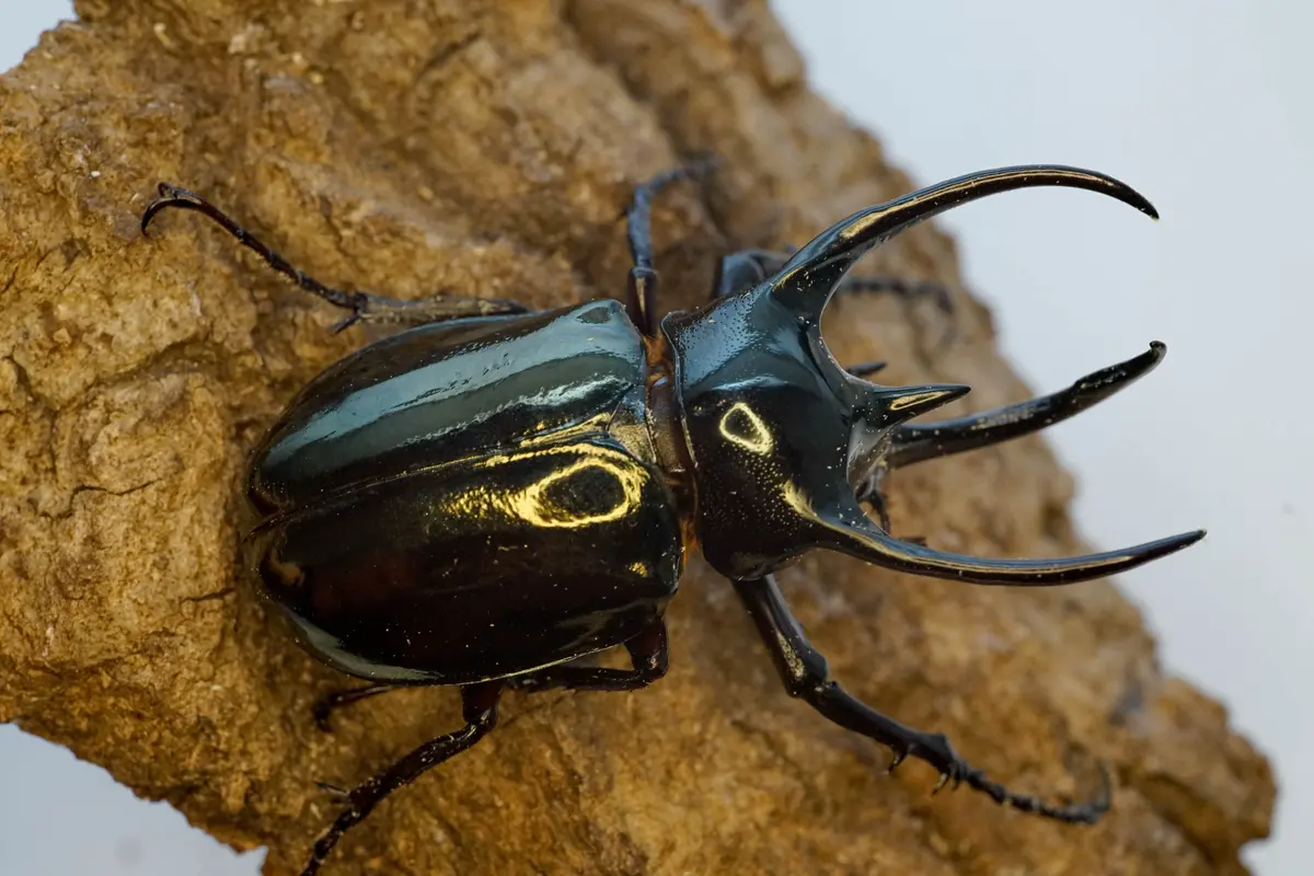 Larvae: Atlas Beetle (Chalcosoma Atlas) 1