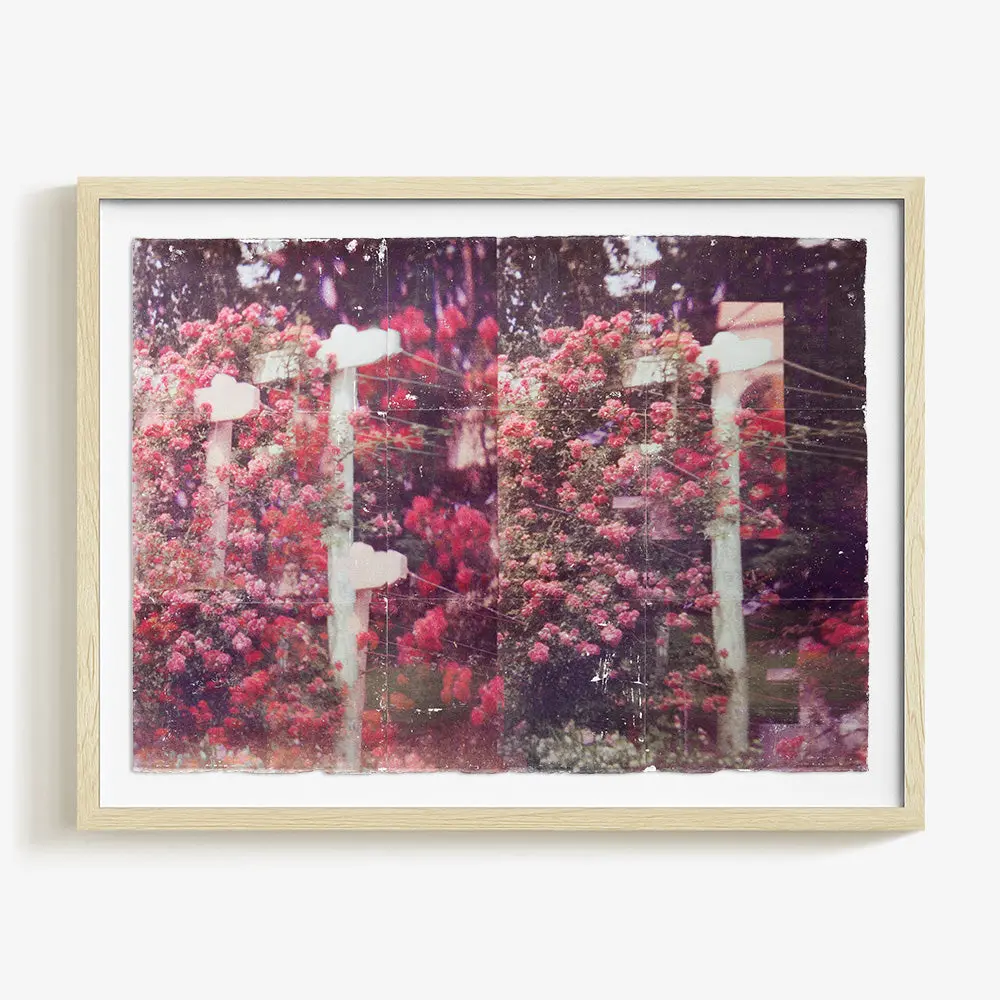 Climbing Roses.01 1