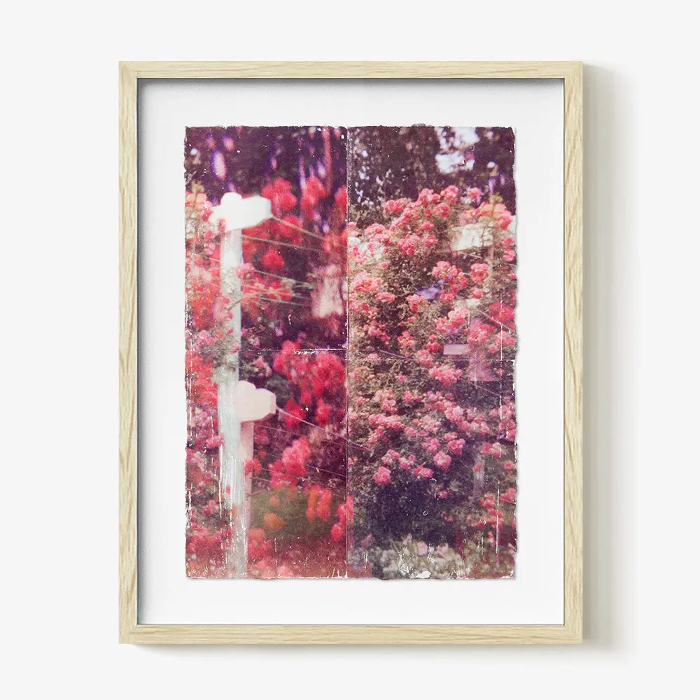 Climbing Roses.02 1