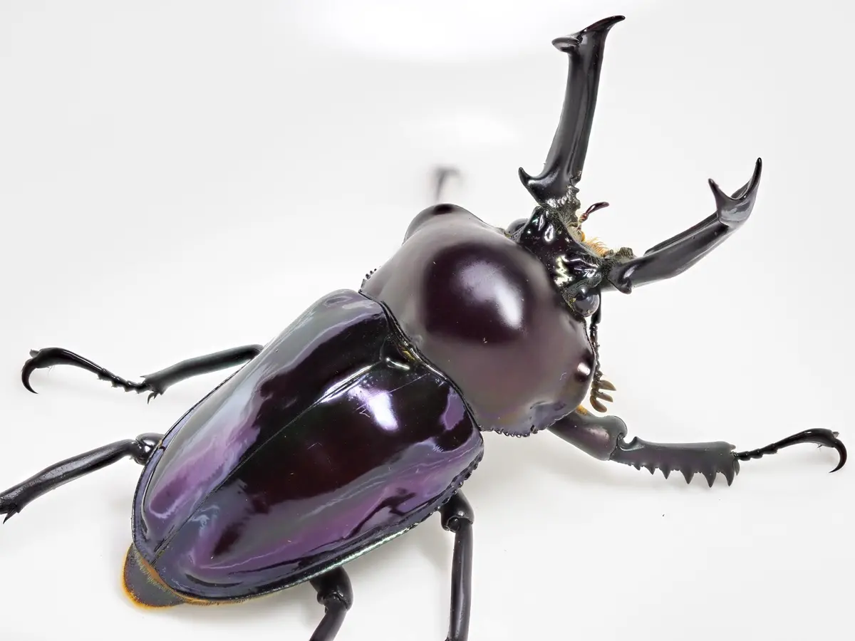 Larvae: Purple Rainbow Stag Beetle  (Phalacrognathus Muelleri) 1