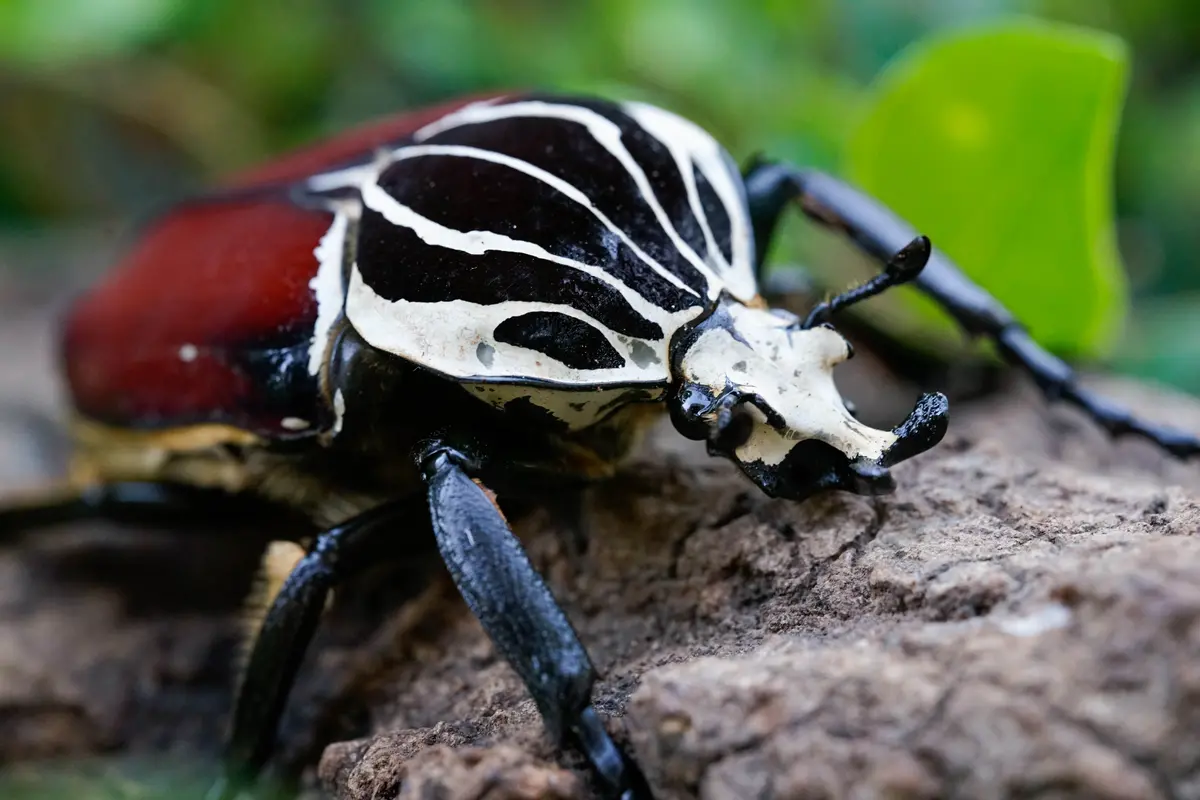 Larvae: Goliath Beetle (Goliathus Goliatus) 1