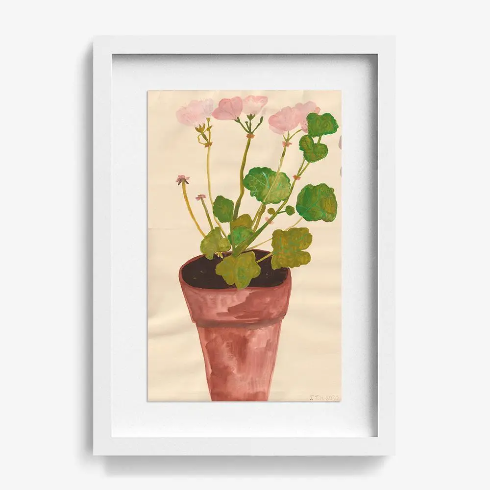 Geranium Pelagonium 4