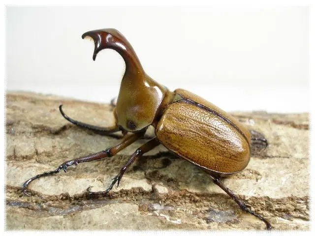 Larvae: Umbrella Beetle (Golofa Claviger) 1