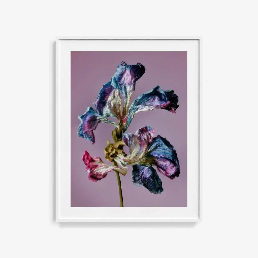Malva - La Grande Mauve 15