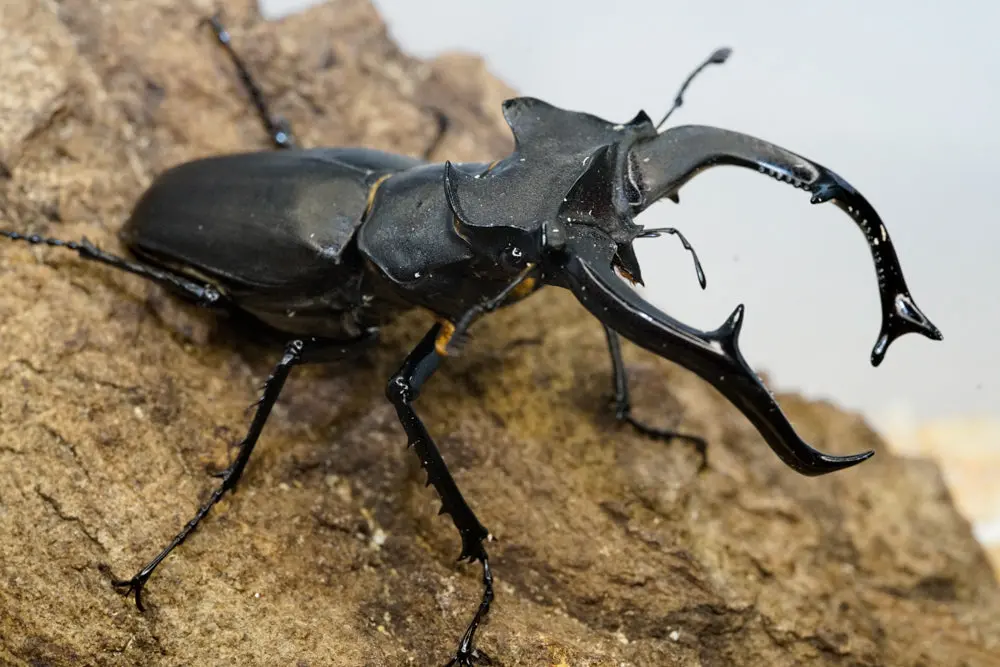 Larvae: European Stag Beetle (Lucanus Cervus) 1