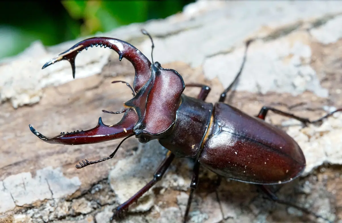 Larvae: Giant Stag Beetle (Lucanus Elaphus) 1
