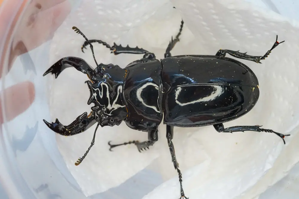 Larvae: Tarandus Stag Beetle  (Mesotopus Tarandus) 1