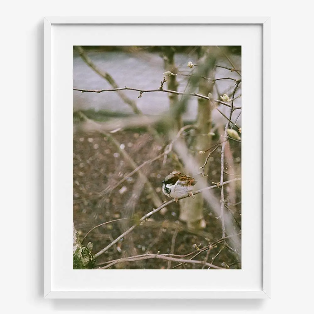 Meeting You In The Form Of A Bird 18