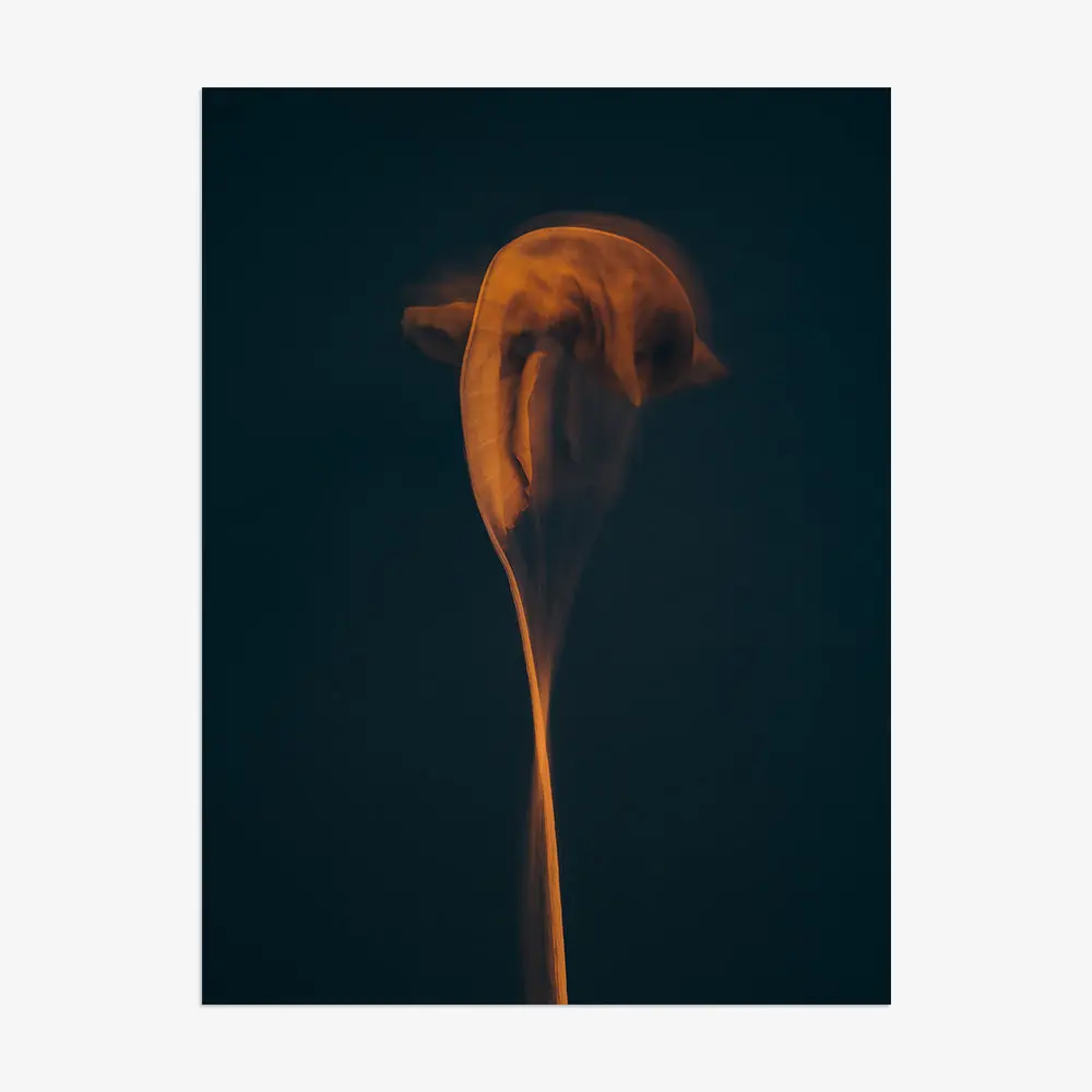 Metamorphosis 01 21