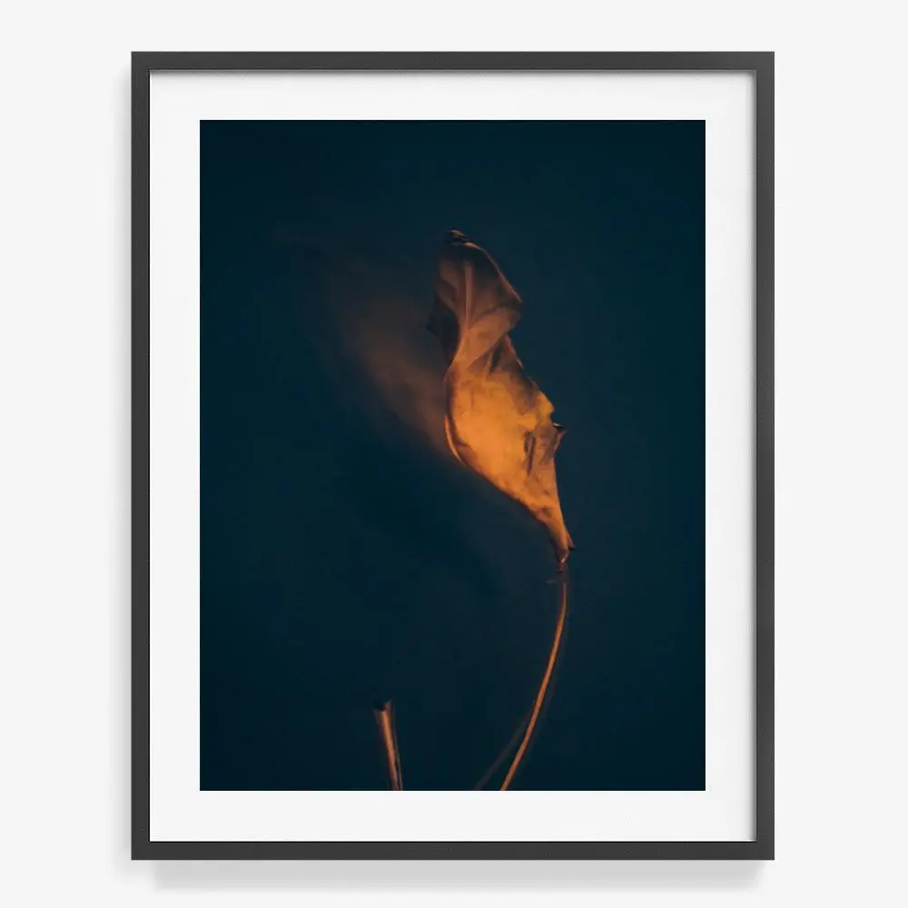 Metamorphosis 06 19