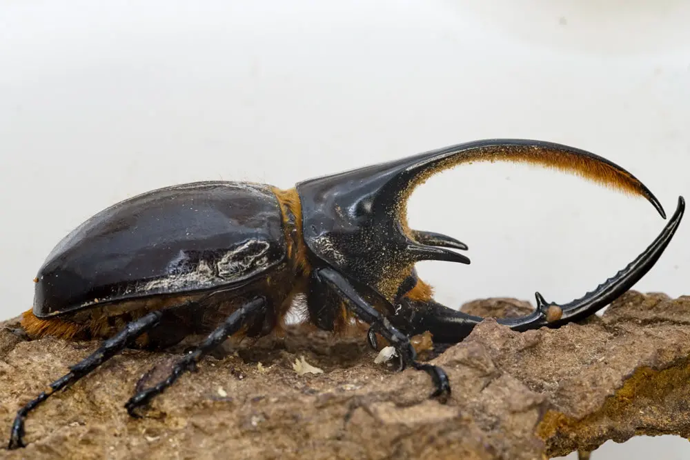 Larvae: Neptune Rhinoceros Beetle  (Dynastes Neptunus) 1