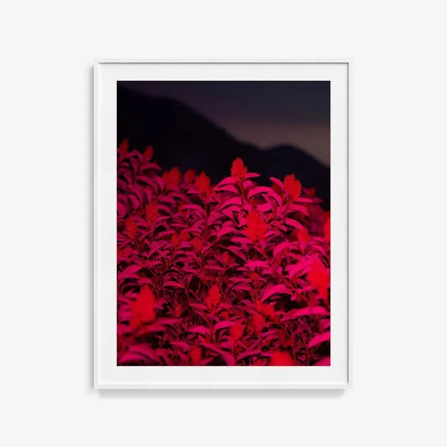 Untitled (Red Plant Scene) 1