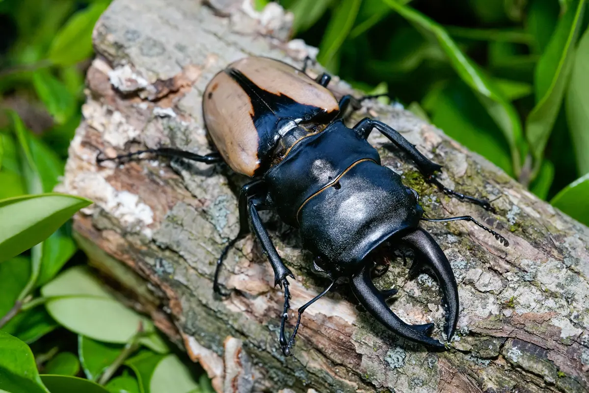Larvae: Indian Glossy Stag Beetle (Odontolabis Burmeisteri) 1