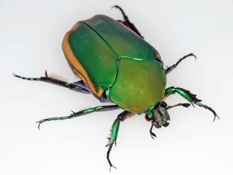 Larvae: Figeater Beetle  (Cotinis Mutabilis) 1