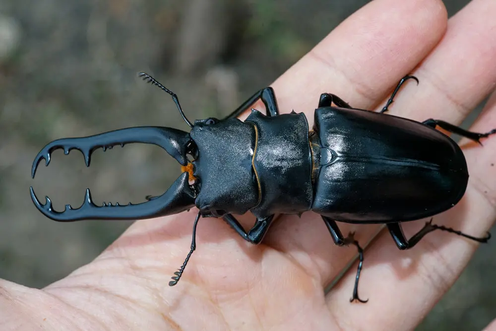 Adults: Giraffe Beetle (Prosopocoilus Giraffa Keisuke) 2