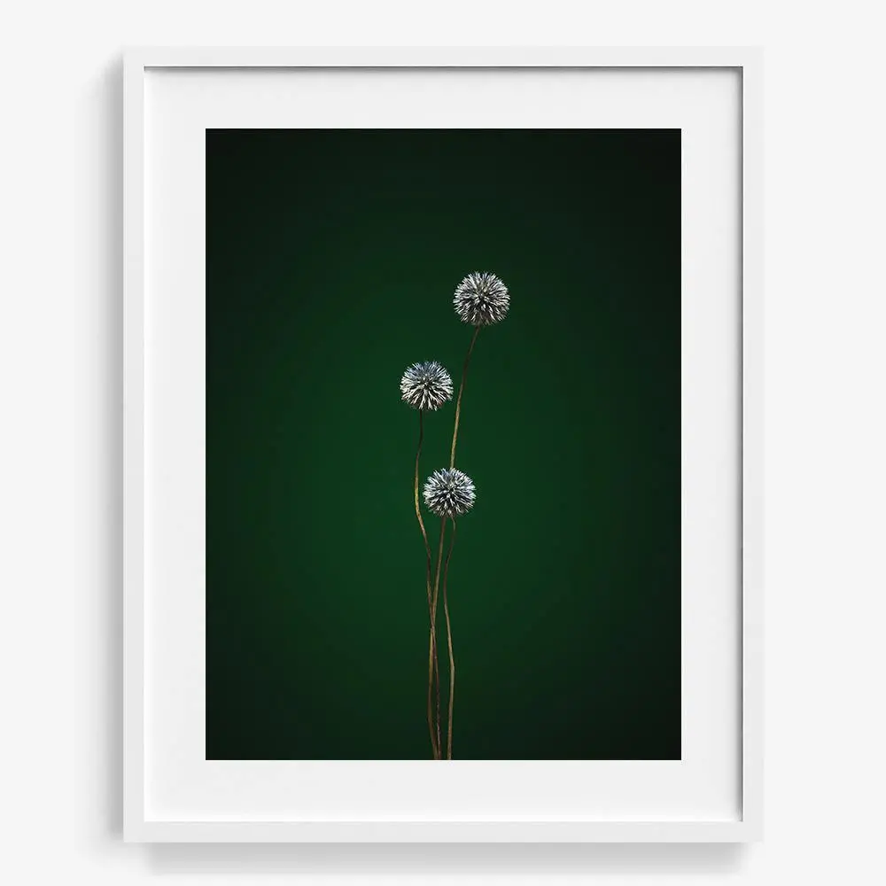 Plants From Space 12 19