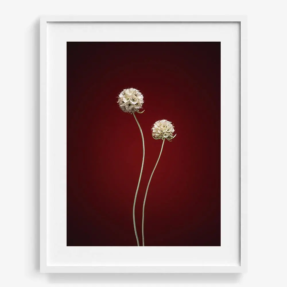 Plants From Space 06 19