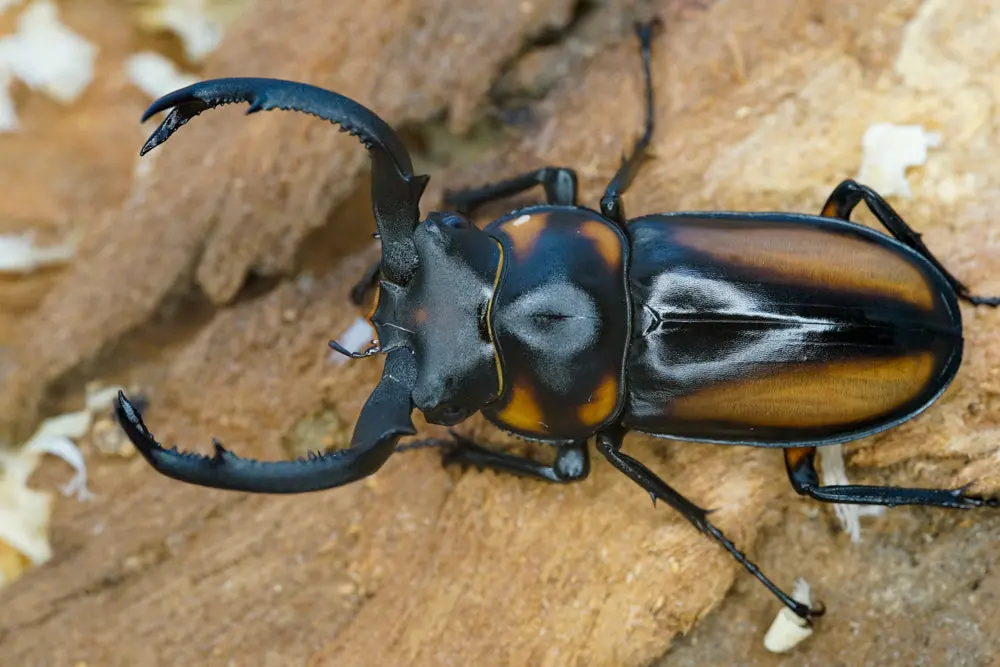 Larvae:  Speciosus Stag Beetle  (Rhaetulus Crenatus Speciosus) 1
