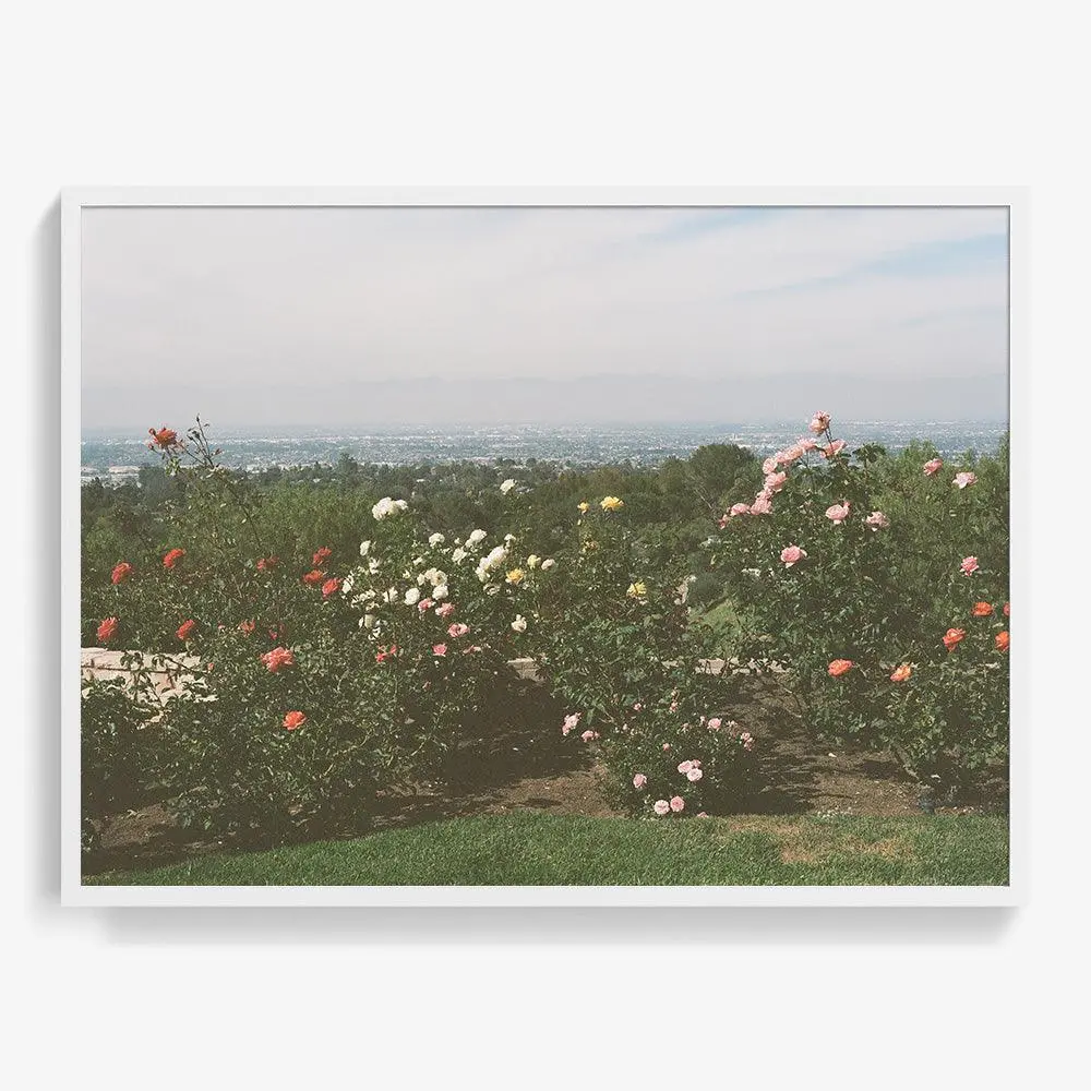 Rolling Hills Roses 7