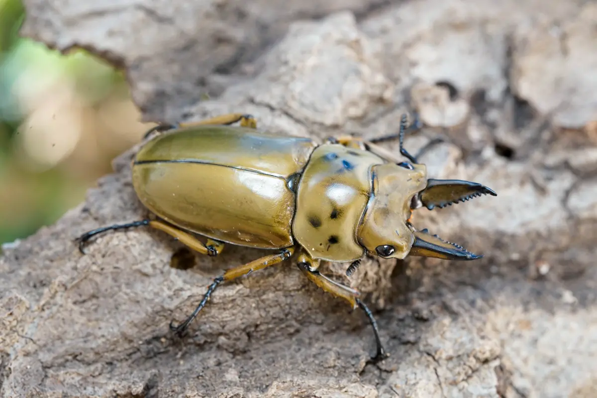 Larvae: Golden Stag Beetle  (Allotopus Moellenkampi Babai) 1