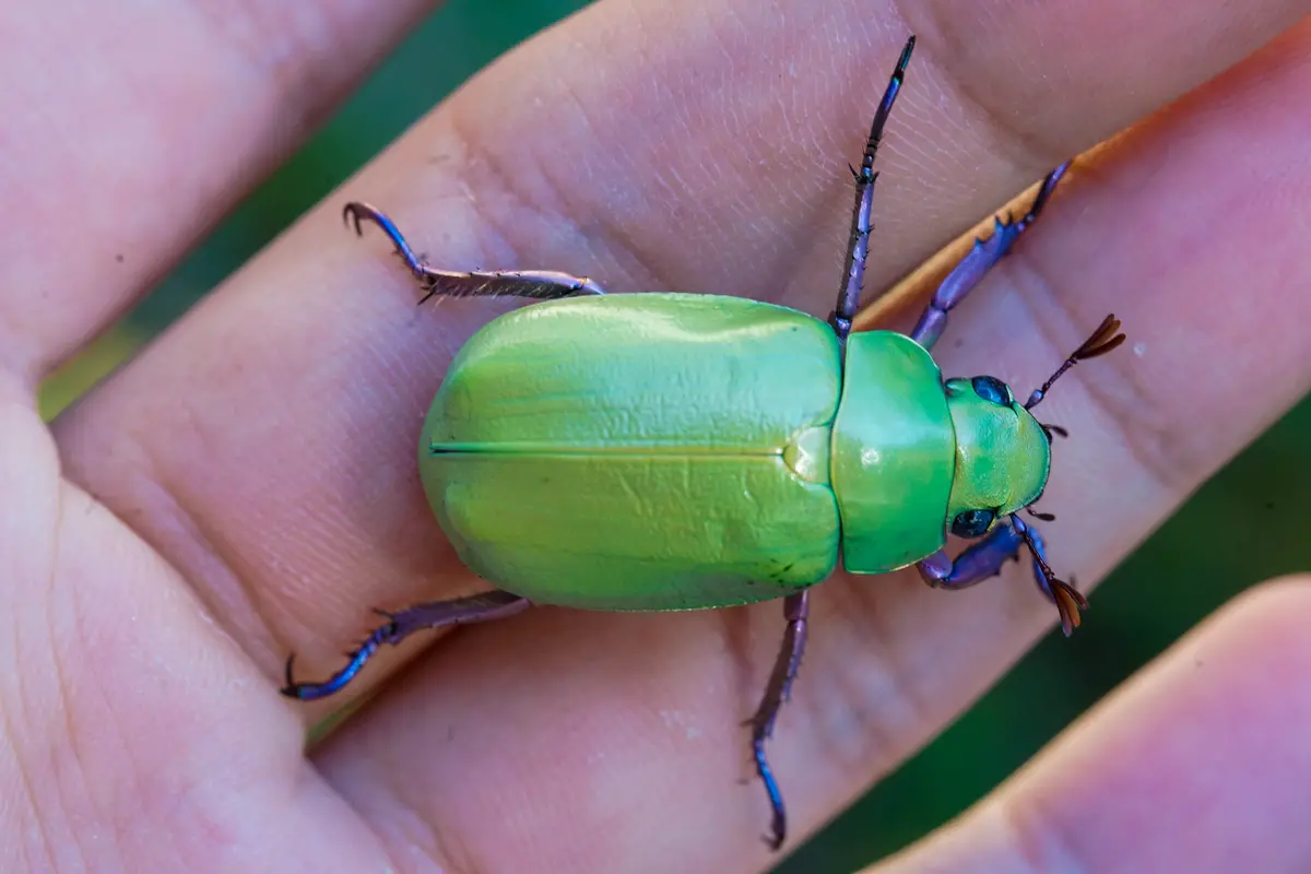 Larvae: Beyeri Jewel Beetle  (Chrysina Beyeri) 1