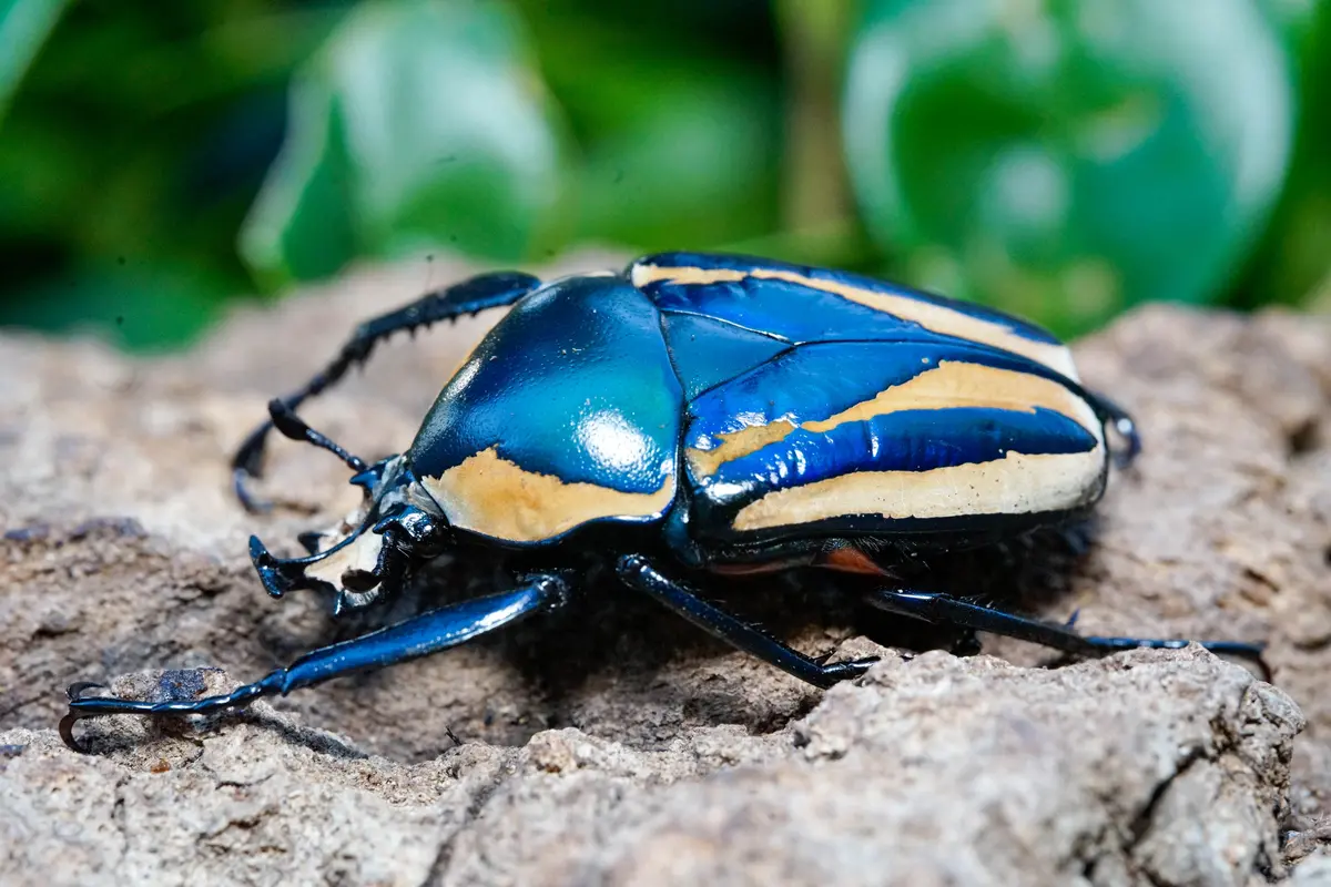Larvae: Blue Derby's Flower Beetle (Dicronorhina Derbyana) 1