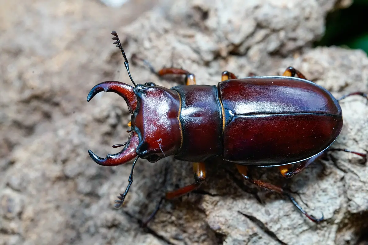 Larvae: Reddish-Brown Stag Beetle (Lucanus Capreolus) 1