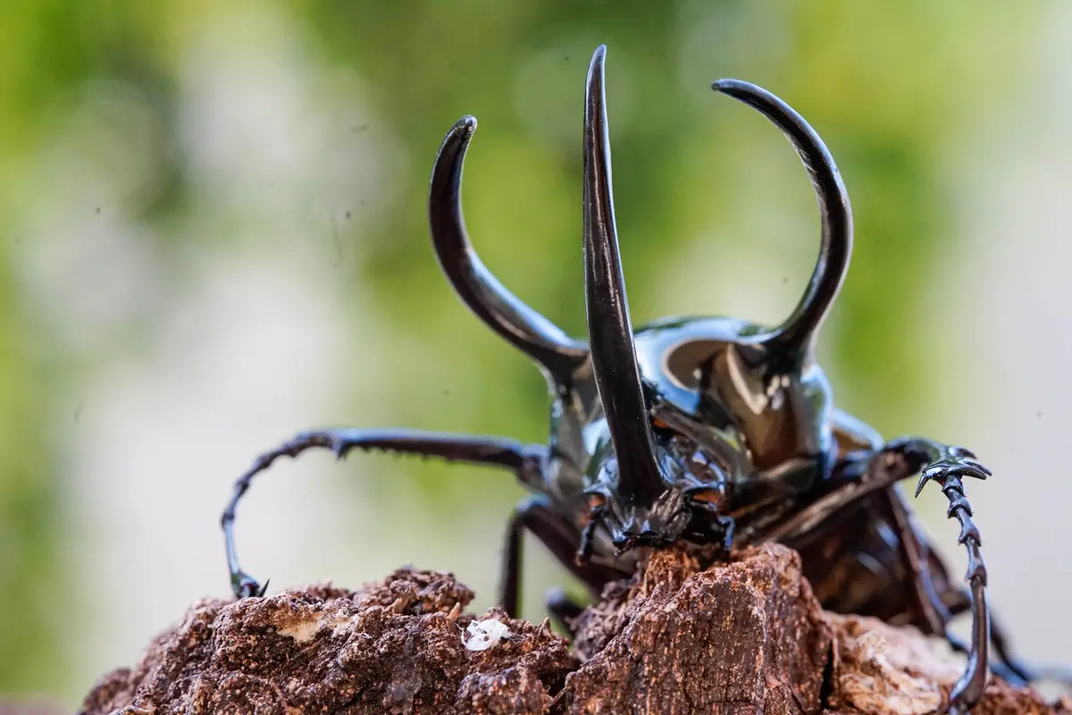 Larvae: Three-Horned Beetle (Chalcosoma Chiron) 1