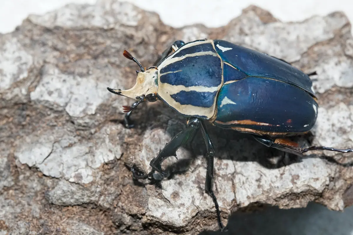 Larvae: "Blue' Giant Flower Beetle (Mecynorrhina Torquata Ugandensis) 1