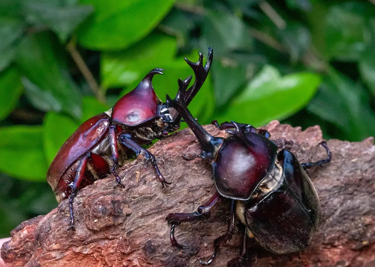 Larvae: Japanese Rhino Beetle (Trypoxylus Dichotoma) 1