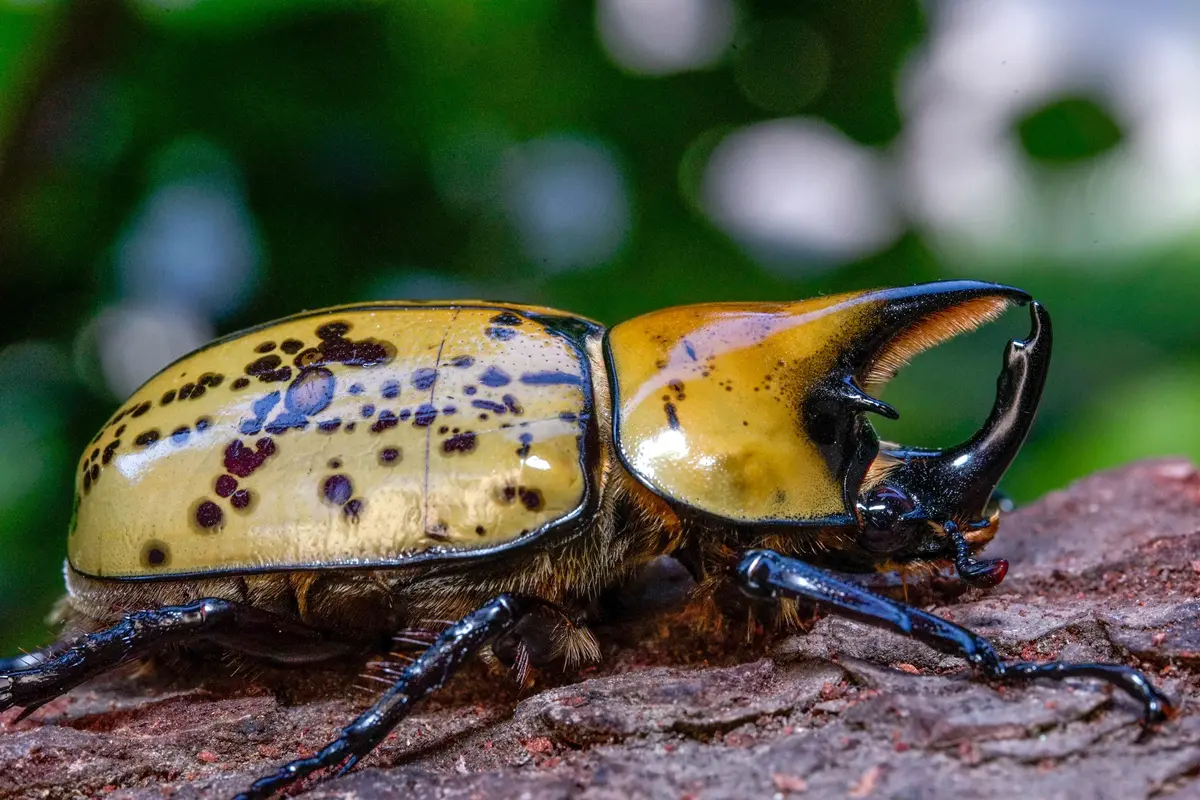 Larvae: Eastern Hercules Beetle (Dynastes Tityus) 1