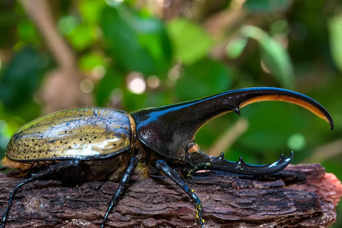 Larvae: Hercules Beetle (Dynastes Hercules Hercules) 1