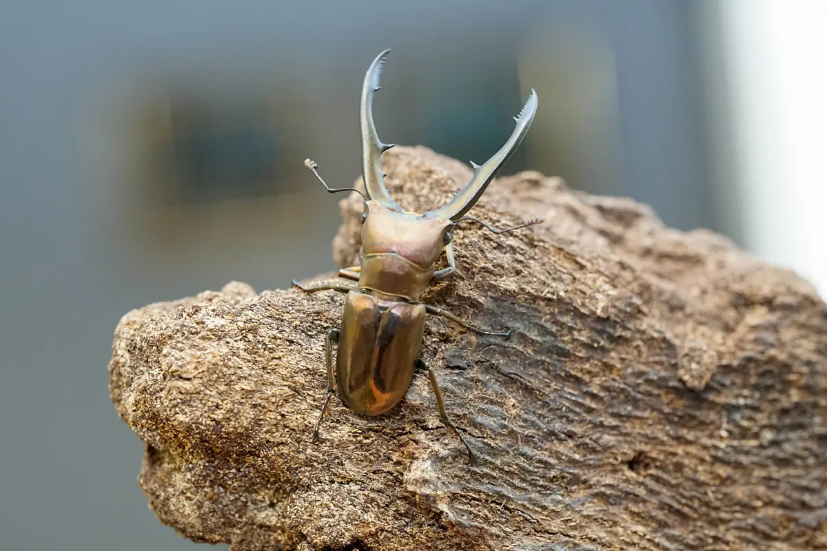 Larvae: Metallic Stag Beetle (Cyclommatus Metallifer) 1