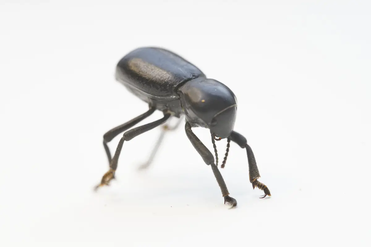 Smooth Death Feigning Beetle 1