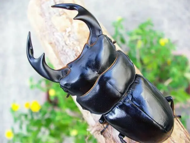 Larvae: Antaeus Stag Beetle (Dorcus Antaeus Antaeus) 1