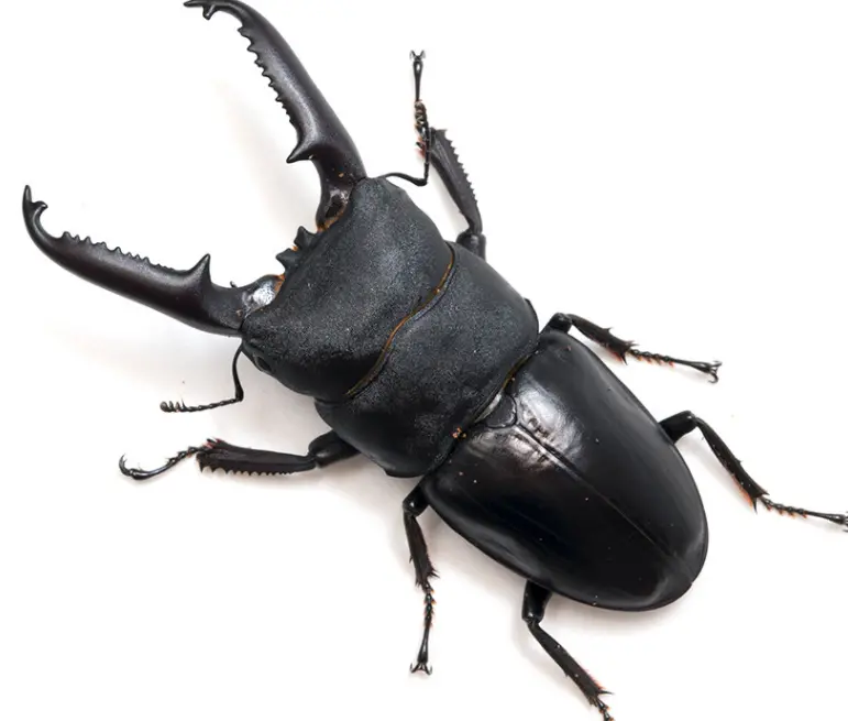 Larvae: Dorcus Titanus (Dorcus Titanus Castanicolor) 1