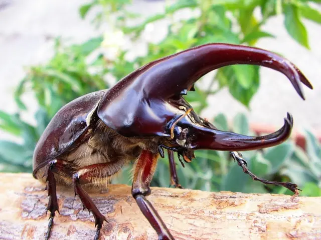 Larvae: Flores Rhinoceros Beetle (Xylotrupes Florensis) 1