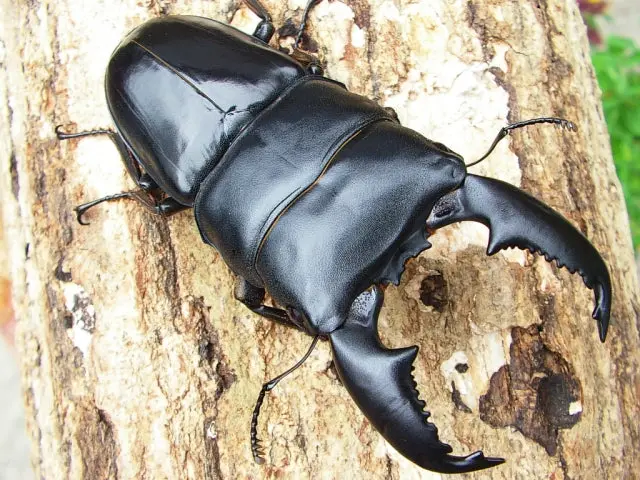 Larvae: Dorcus Titanus (Dorcus Titanus Yasuokai) 1