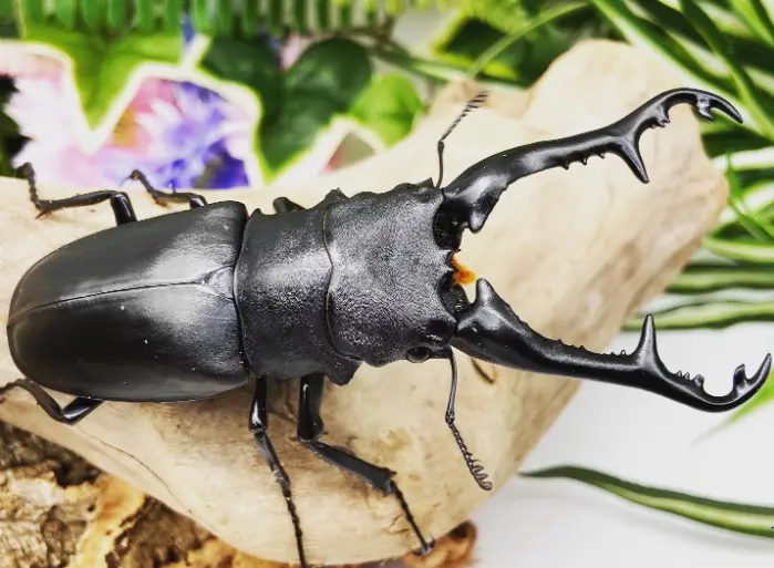 Larvae: Giraffe Stag Beetle (Prosopocoilus Giraffa Keisuke) 1
