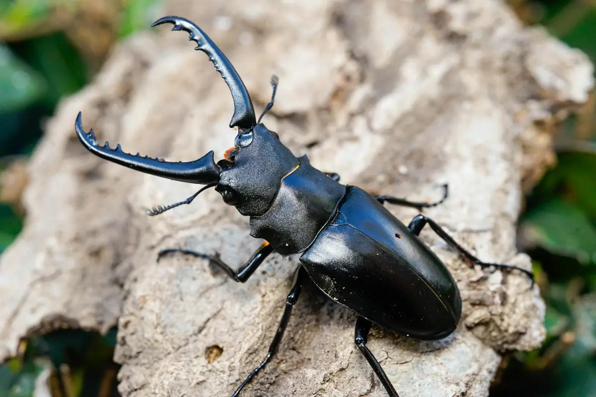 Adults: Giraffe Beetle  (Prosopocoilus Giraffa Keisuke) 1