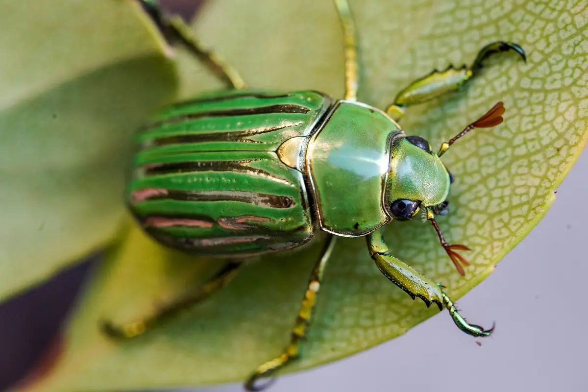 Larvae: Glorious Jewel Beetle  (Chrysina Gloriosa) 1