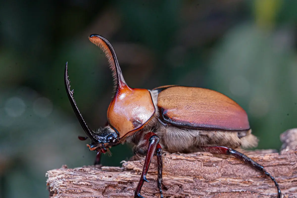 Larvae: Aegeon Beetle (Golofa Aegeon) 1