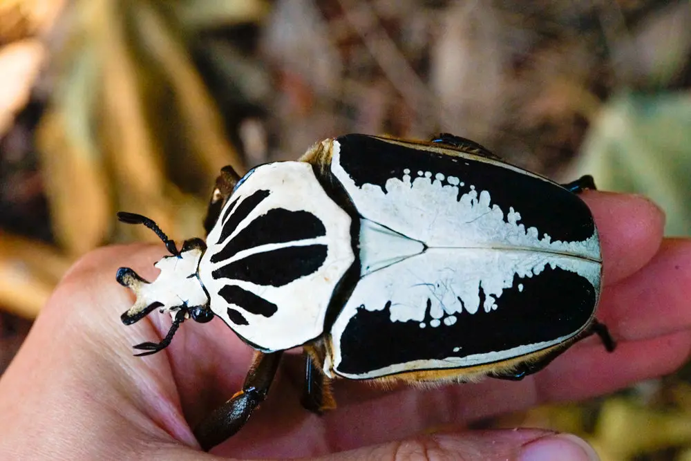 Larvae: Royal Goliath Beetle (Goliathus Regius) 1