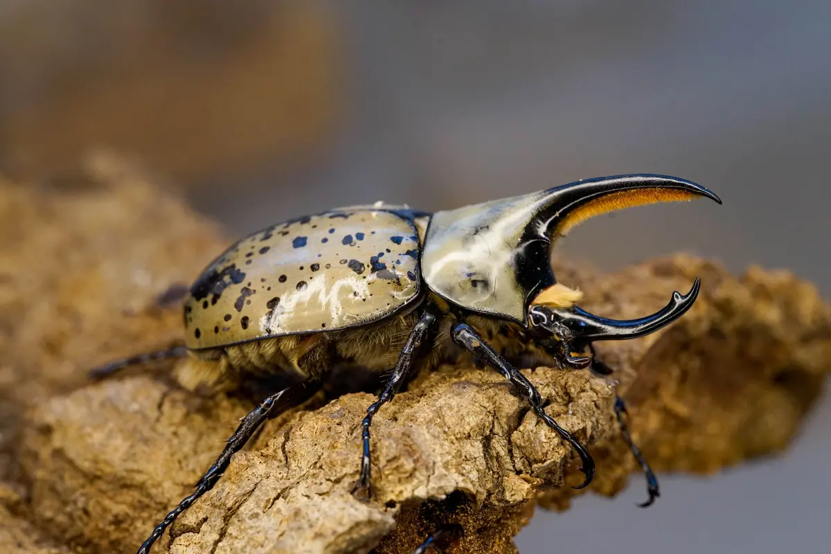 Larvae: Western Hercules Beetle (Dynastes Grantii) 1