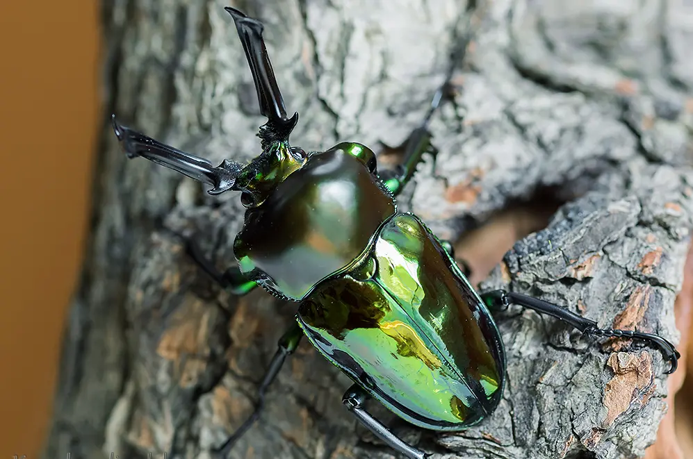 Larvae: Green Rainbow Stag Beetle  (Phalacrognathus Muelleri) 1