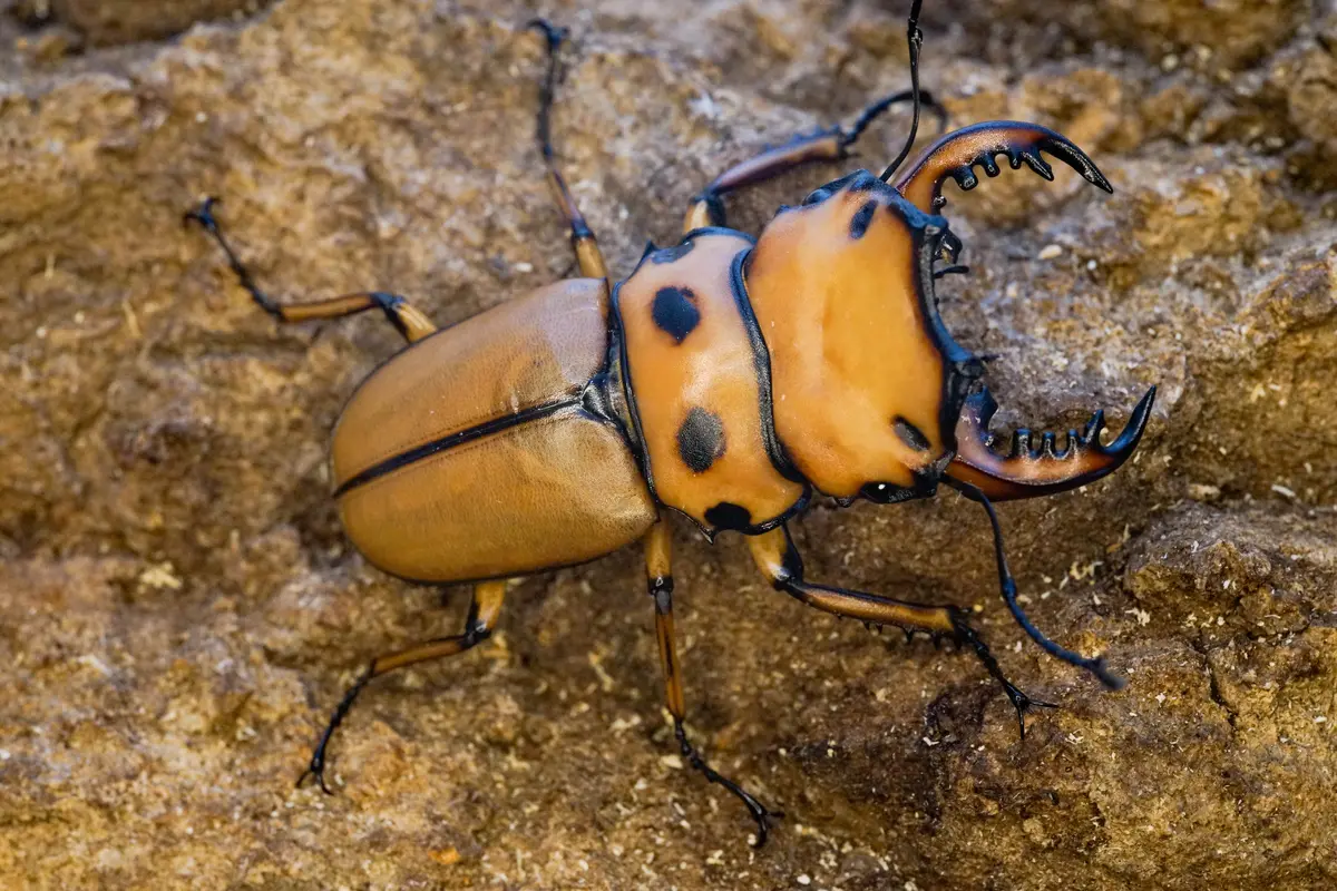 Adults: Crab Stag Beetle (Homoderus Mellyi) 1
