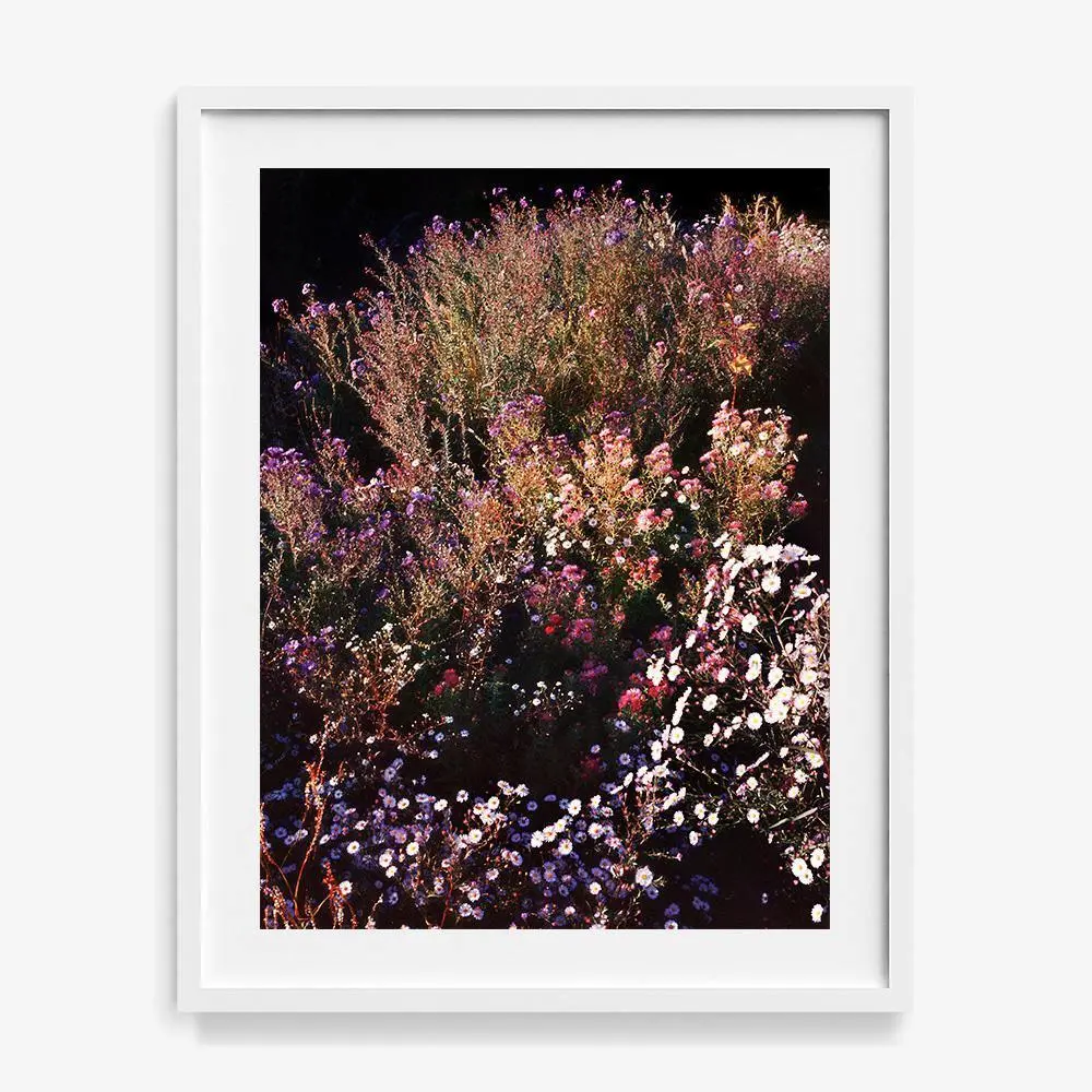 Spined Feather 5 15